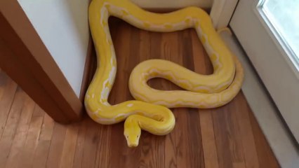 Reticulated Python Snake