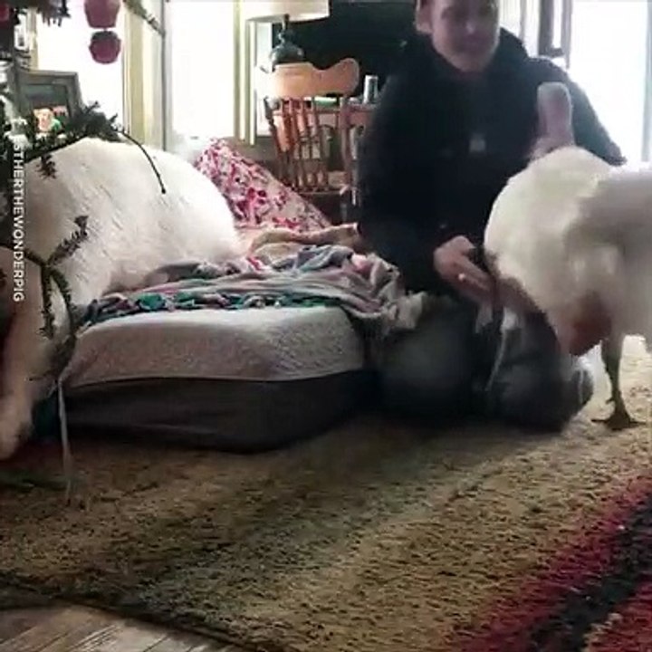 Jealous turkey needs attention too 