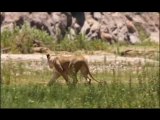 NATURE | The Desert Lions | Preview | PBS