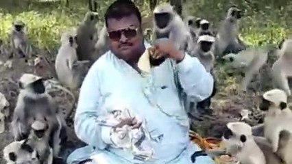 Monkey and man eating foods II #Animalls#funny