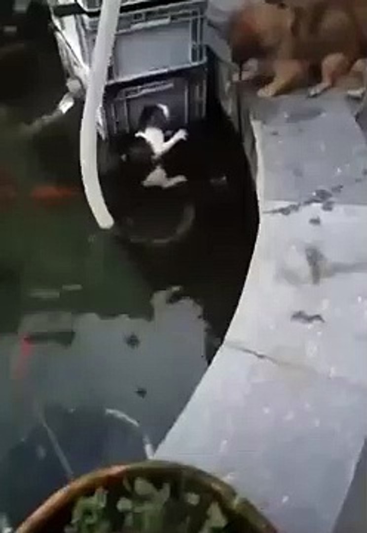 Un Chien Sauve Un Chat De La Noyade Vidéo Dailymotion