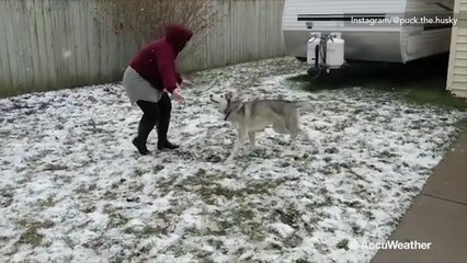 Adorable Siberian husky enjoys a white Christmas