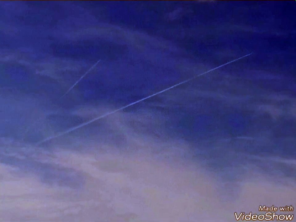 Plane trails in the sky, wild berries and a tree struck by lightening