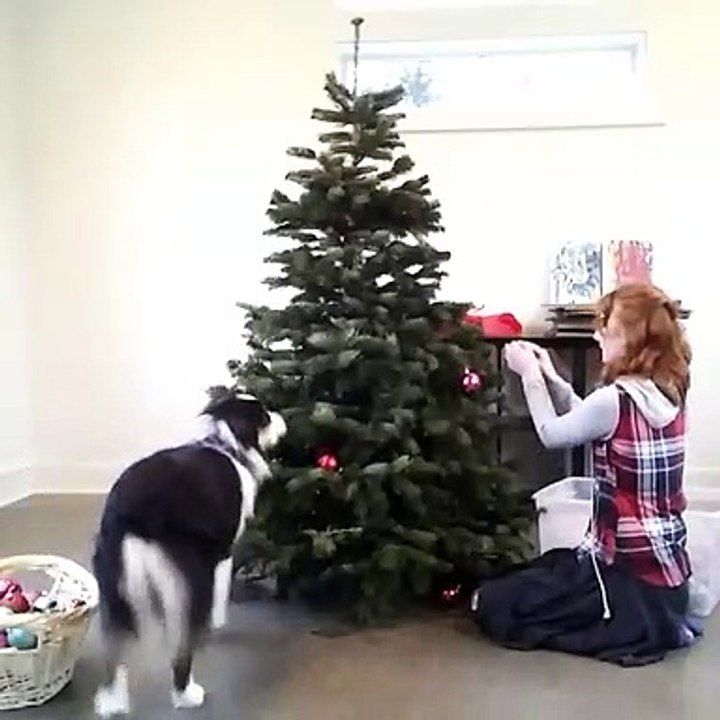 Un chien décore un sapin de Noël