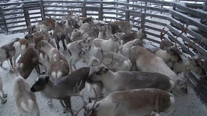 Klimawandel bedroht Rentiere