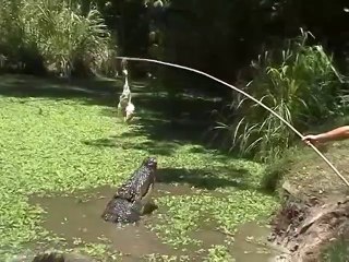 Regardez l'énorme crocodile que ce soigneur va faire sortir du bassin