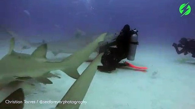 Ce plongeur peut endormir un requin sauvage