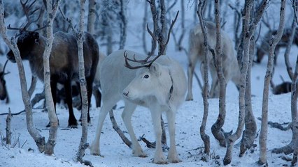 Video | Küresel ısınma yüzünden 'Noel Baba'nın ren geyikleri küçülüyor