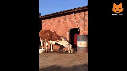 Essayer De Ne Pas Rire - Vidé44os Drôles de Chats et de Chiens  (1)