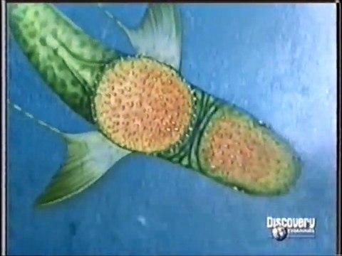 40 - DISCOVERY CHANNEL - PALEOWORLD: TUBARÕES PRÉ-HISTÓRICOS