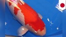 Record-breaking Koi Fish sold in Japan for $1.8MILLION