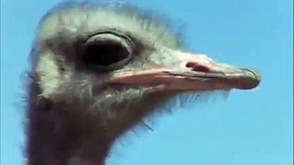 The human being become shocked after seeing such a love of ostrich from child