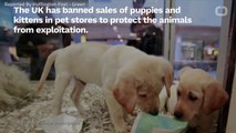 Puppies And Kittens Banned From Being Sold At UK Pet Stores