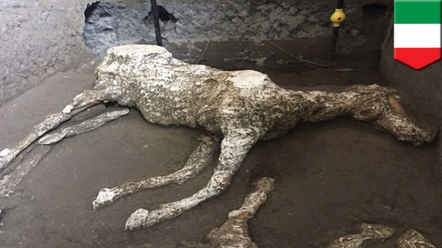 Remains of preserved horse uncovered in Pompeii villa