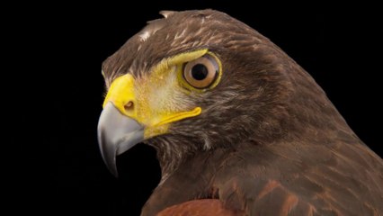 Diều Harris Loài Chim Thông Minh Hợp Tác Săn Mồi Theo Bầy Đàn