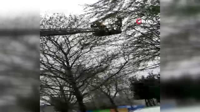 Ayağına Takılan Olta Nedeniyle Ağaçta Mahsur Kalan Martının Kurtarılma Anı Kamerada