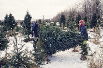 Que faire de son sapin de Noël après les fêtes ?