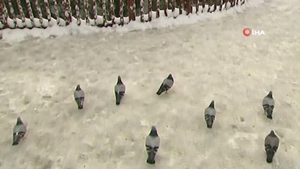 Kar Yağışı Kuğulu Park'ta Kartpostallık Görüntüler Oluşturdu