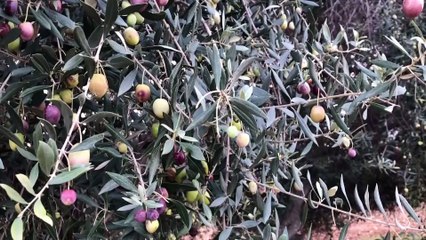 Tarsuslu zeytin üreticilerinin 'sarıulak' sevinci - MERSİN