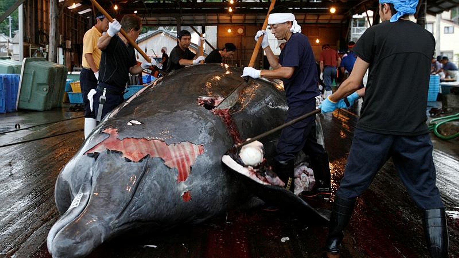 ⁣Japan to restart commercial whaling in 2019