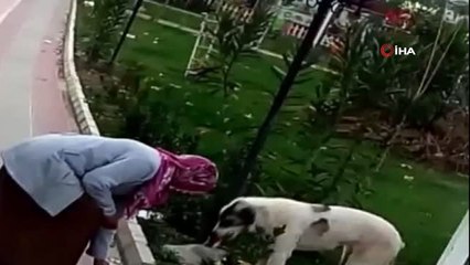 Hastane Bahçesinde Gördüğü Sokak Köpeğiyle Simidini Paylaştı
