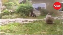 Gorillerin inanılmaz yumruklu kavgası