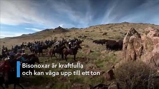 Så här samlar man in 700 bisonoxar på en dag