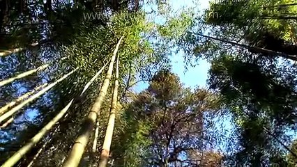 India's north-east - an aesthetic portrait of proud India!