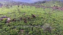 Kotagiri Tea estate, Nilgiris hills along NH181- aerials of Eastern Ghats and Indian Bison