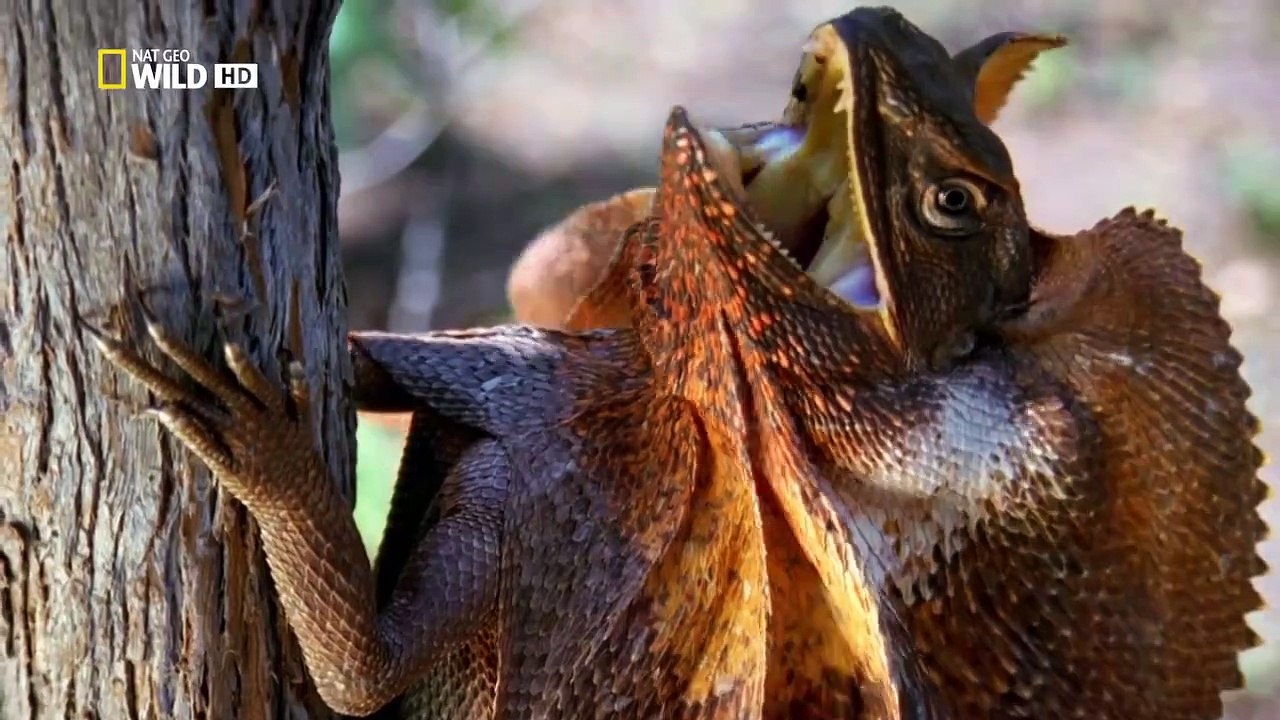 Thế Giới Động Vật - Cuộc Chiến Sinh Tử Của Muôn Loài