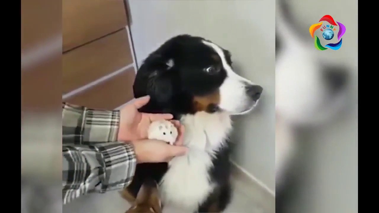 Funny Pet Animals fails compilation - Funniest Animals Fails