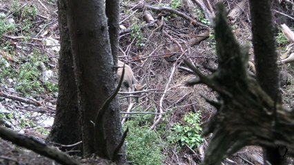 Jagd auf Karawankenhirsche