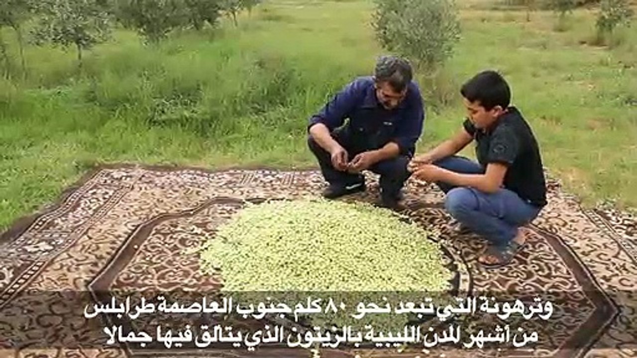 زراعة الزيتون الليبية أمام تحديات صعوبة التصدير ونقص الموارد