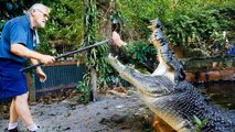 Harming 300 people, eating sharks, these are the 4 most feared crocodiles on the planet