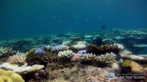 La Grande barrière de corail se meurt de manière inquiétante