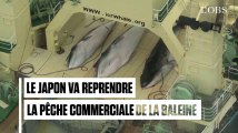Le Japon reprend officiellement la chasse à la baleine