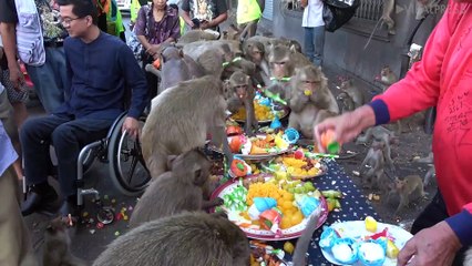 Monkeys Eat Cakes And Candy At &apos;Birthday Party&apos;