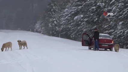Domaniç'te Kar Kalınlığı 40 Santimetreye Ulaştı