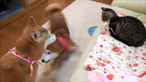 テンションが高すぎる柴犬ひかり　