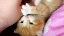 こしょこしょ　～（ﾉ´・ω・）ﾉ｛ママ～)
