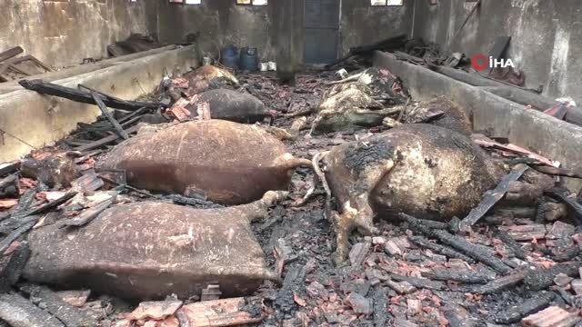 Ahır Yangınında 12 Büyükbaş Hayvan Telef Oldu