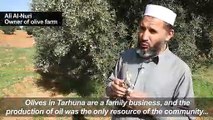 Libya's 'green gold' olive industry hit by export ban