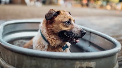 This Dream Job Will Pay You $100 An Hour To Play With Puppies