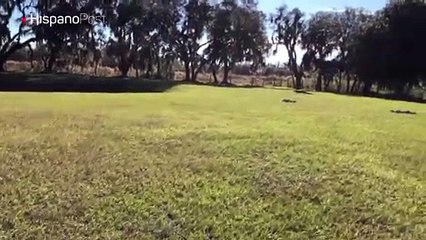 Mientras paseaba por el jardín de su casa se encontró con un cocodrilo