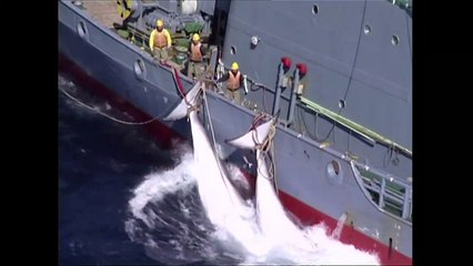 اليابان ستستأنف علنا صيد الحيتان التجاري