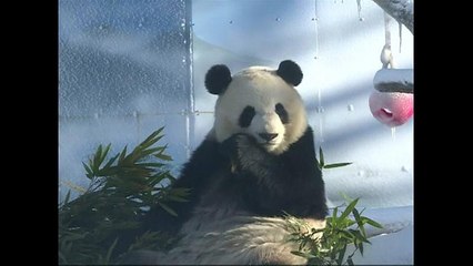 شاهد: زوج باندا يلعب ويمرح في الثلج ويأكل البامبو في حديقة في الصين