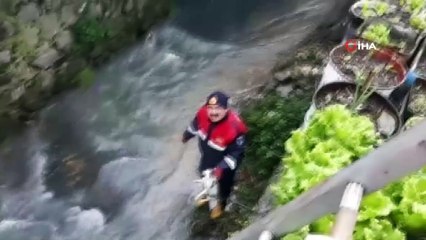 Dere yatağında mahsur kalan yavru kediyi itfaiye kurtardı