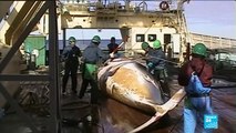 Le Japon reprend la pêche commerciale des baleines