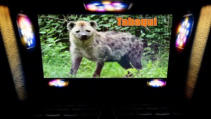 Mowgli Legend of the Jungle 2018 Full Movie Explained in Hindi || Drama/Fantasy