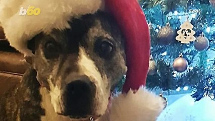 Dog Celebrates First Christmas at Forever Home After Nearly a Decade in a Shelter